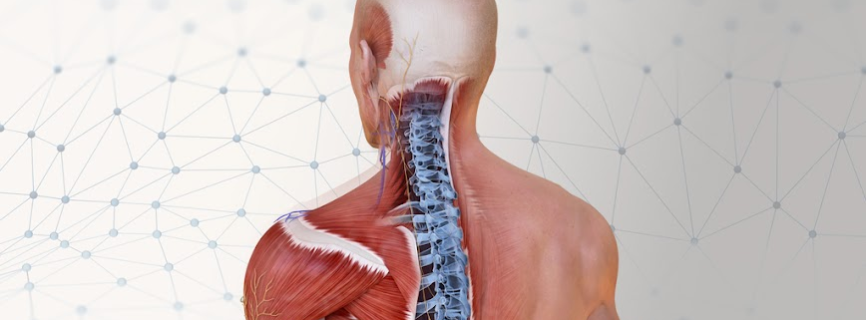 Complete Anatomy 2022